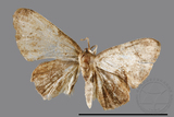 ǦW:Phazaca sp.