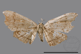 ǦW:Chundana emarginata