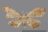 ǦW:Chundana emarginata