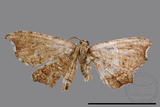 ǦW:Chundana emarginata