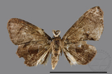 ǦW:Phazaca sp.