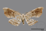 ǦW:Chundana emarginata