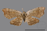 ǦW:Chundana emarginata