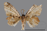 ǦW:Phazaca sp.