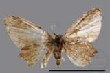 ǦW:Phazaca sp.