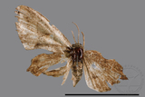 ǦW:Phazaca sp.