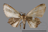 ǦW:Phazaca sp.