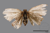 ǦW:Epipleminae sp.