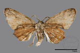 ǦW:Phazaca sp.