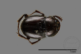 ǦW:Onthophagus hsui