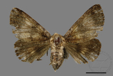 ǦW:Trisuloides sericea