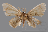 ǦW:Phazaca sp.