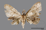 ǦW:Epipleminae sp.