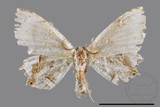 ǦW:Dysaethria cretacea