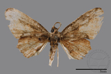 ǦW:Epipleminae sp.