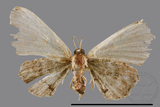 ǦW:Epipleminae sp.