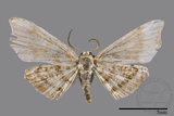 ǦW:Chundana emarginata