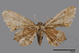 ǦW:Epipleminae sp.