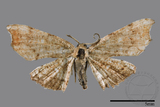 ǦW:Chundana emarginata