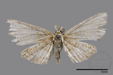 ǦW:Chundana emarginata