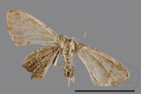 ǦW:Epipleminae sp.