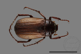 ǦW:Bunbunius opacipennis