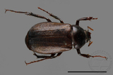 ǦW:Bunbunius opacipennis