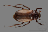 ǦW:Bunbunius opacipennis