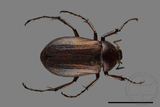 ǦW:Bunbunius opacipennis