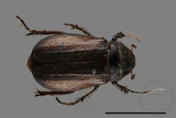 ǦW:Bunbunius opacipennis