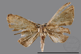 ǦW:Phazaca sp.