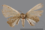 ǦW:Phazaca sp.