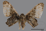 ǦW:Monobolodes pernigrata