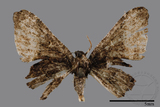 ǦW:Monobolodes pernigrata