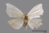 ǦW:Chundana emarginata