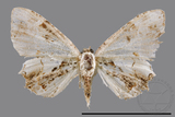 ǦW:Epipleminae sp.