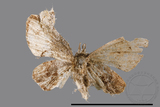 ǦW:Phazaca sp.