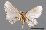 ǦW:Epipleminae sp.