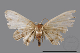 ǦW:Epipleminae sp.