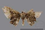 ǦW:Monobolodes pernigrata