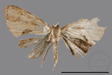 ǦW:Phazaca sp.