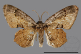 ǦW:Phazaca sp.