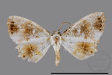 ǦW:Europlema quadripunctata