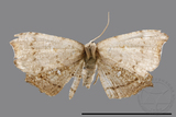 ǦW:Chundana emarginata