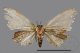 ǦW:Epipleminae sp.