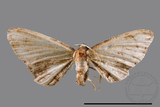 ǦW:Phazaca sp.