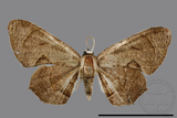 ǦW:Phazaca alikangensis