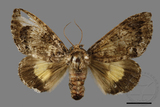 ǦW:Trisuloides sericea