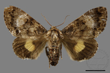 ǦW:Trisuloides sericea