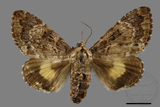 ǦW:Trisuloides sericea